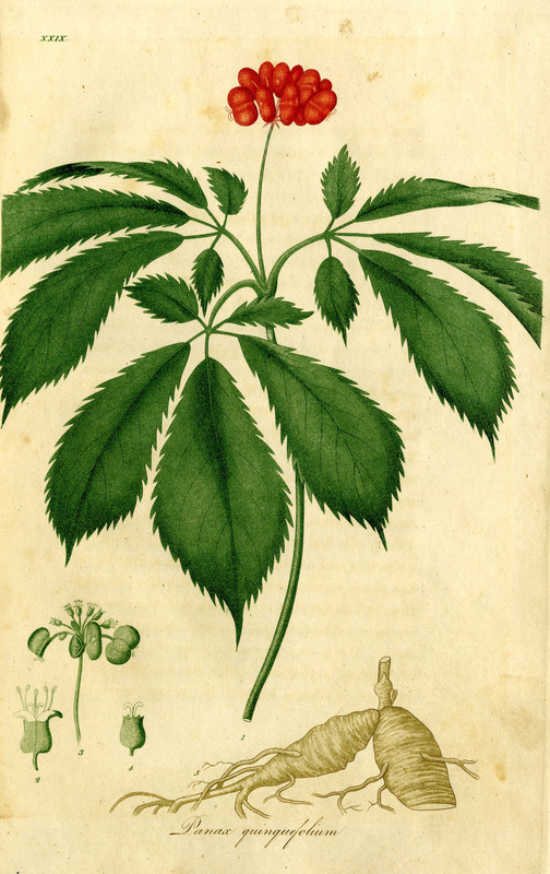 http://collections.countway.harvard.edu/onview/file_upload/ginseng.jpg