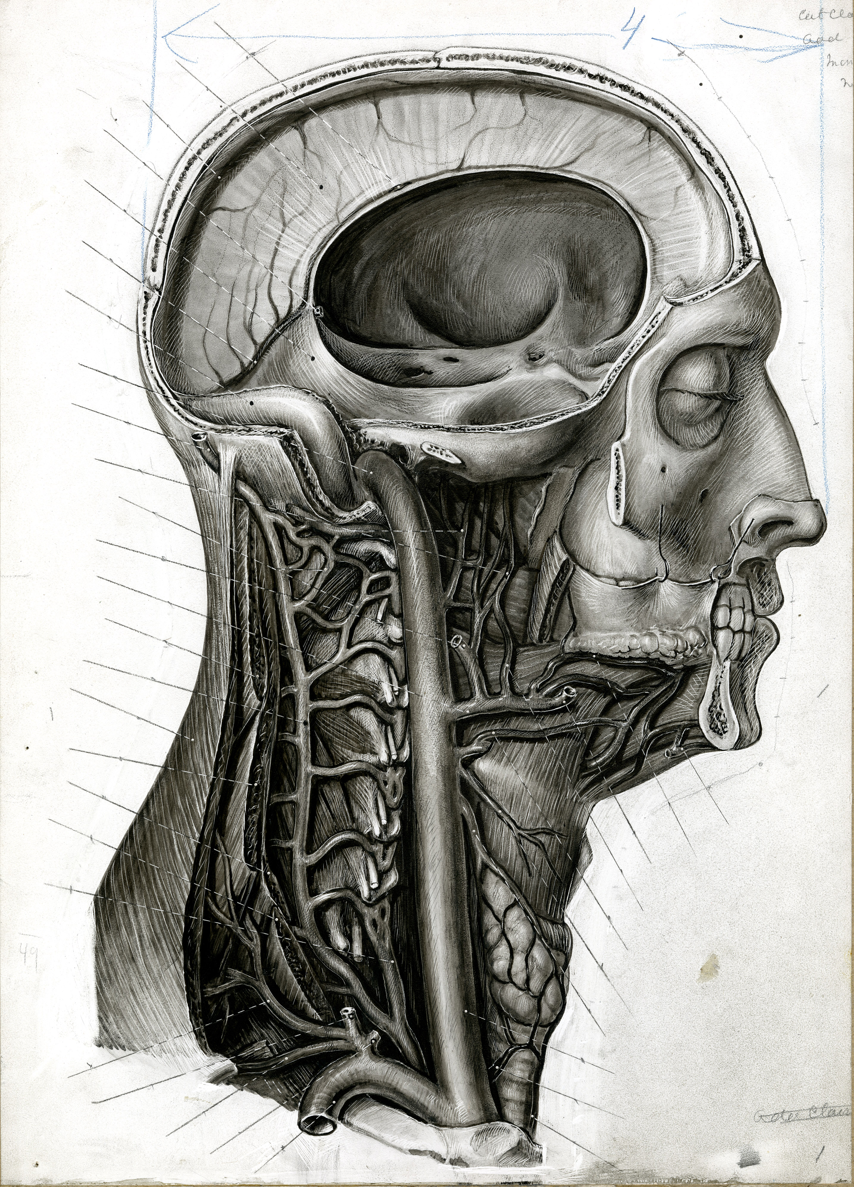 Drawing of the head and neck, lateral view · OnView: Digital