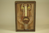 Dickinson-Belskie model of male genito-urinary anatomy, 1945
