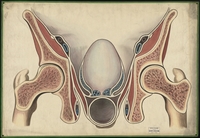 Teaching watercolor of a cross section of the lower abdomen, showing the outer tissue of the abdomen and the locations of the blood vessels that come through it