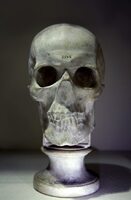 spurheim  skull cast.jpg