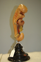 Stage six Ziegler human embryological model