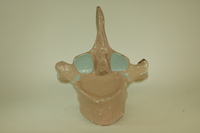 Dwight-Emerton papier-mache model of thoracic vertebra, 1890-1895