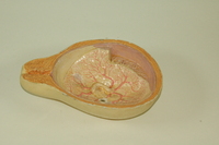 Replica of Dickinson-Belskie placenta model, 1945-2007