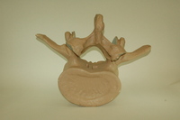 Dwight-Emerton papier-mache model of lumbar vertebra, 1890-1895