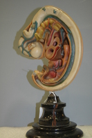 Stage eight Ziegler human embryological model