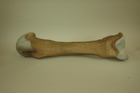 Dwight-Emerton papier mache models of bones of the left hand and wrist, 1894-1895