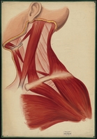 Teaching watercolor of the muscles of the neck, chest, jaw, and clavicle