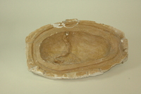Dickinson-Belskie partial mold of placenta at seven months, 1939-1950