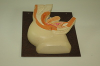 Replica of Dickinson-Belskie model of female pelvis, 1945-2007