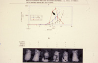 Regression of Mouse Mammory Ephithelial Cell