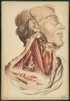 Teaching watercolor of the muscles and blood vessels of the neck and jaw