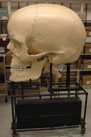 Dwight-Emerton Sagittal Skull Model