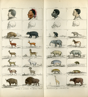 &quot;Tableau to accompany Prof. Agassiz&#039;s &#039;Sketch&quot;, Nott &amp; Gliddon&#039;s Types of Mankind, 1854.&quot;
