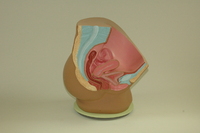 Replica of Dickinson-Belskie model of sectioned female reproductive anatomy, 1945-2007