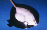 Mouse with tumor